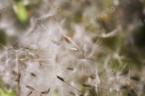 Preview: Dandelion Seeds With Natural Background