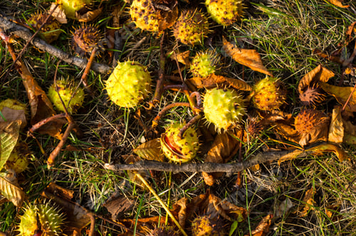 Preview: Autumn Leaves And Chestnuts On The Ground