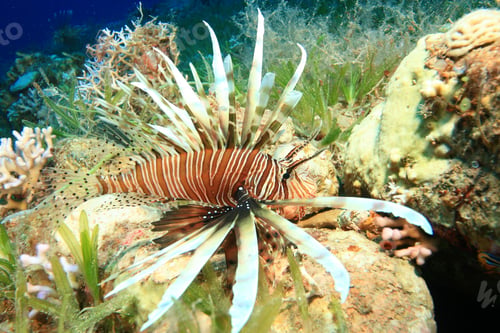 Preview: Lionfish (Pterois Miles) Hunting On Seagrass