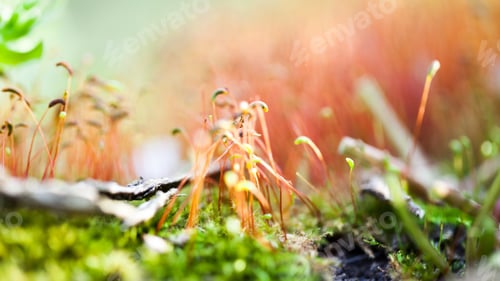 Preview: Abstract, Colorful Composition With Moss Flowers In Spring