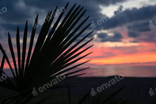 Preview: Silhouette Of Sabal Palmetto Leaves Against Sunset Sky