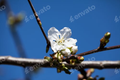 Preview: Beautiful Pear Tree Flowers With Natural Background And Soft Focus
