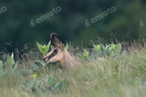 Preview: Chamois (Rupicapra Rupicapra) Vosges Mountains, France