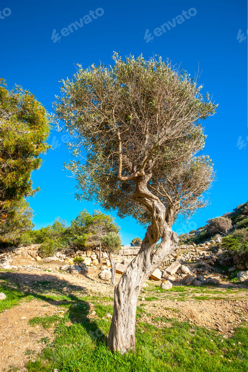 Preview: Beautiful Olive Tree Around The Ancient Heraion Temple Near Perachora Village In Greece