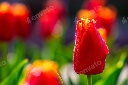 Preview: Red Tulip On Blurred Background Of Green Garden Bokeh