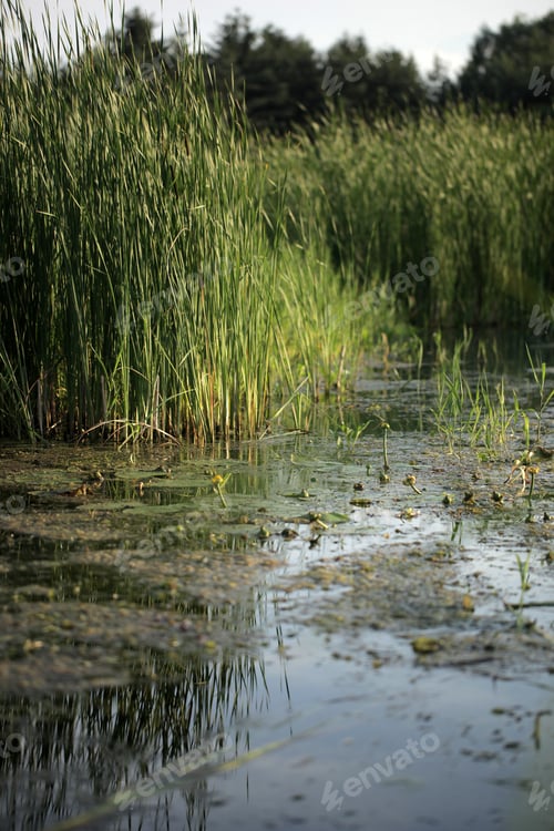 Preview: Close Up Of A River, With Many Different Green Plants Including Cat Tail, In Poland, Europe, On A