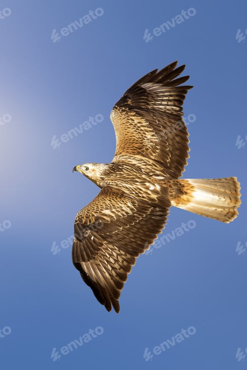 Preview: Flying Buzzard. Bird Of Prey. Blue Sky Background.