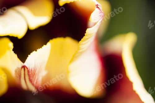 Preview: Beautiful Tulips With Details