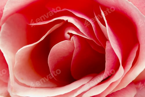 Preview: Elegant Rose Petals in a Close Up View
