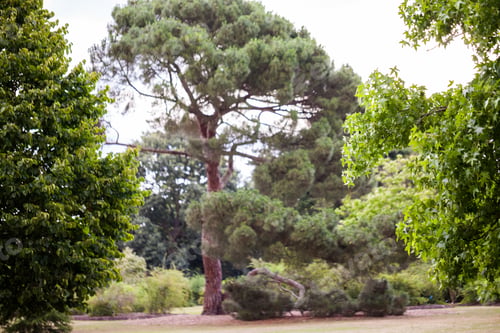 Preview: View From Kew Gardens, Royal Botanical Gardens In London. Fish Eye Lens Effects