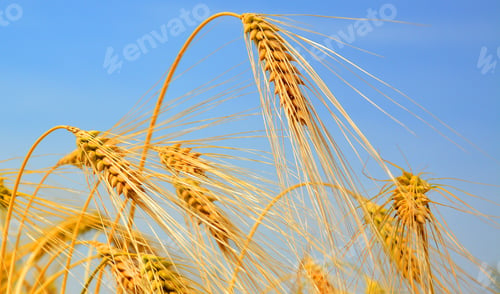 Preview: Wheat Ears