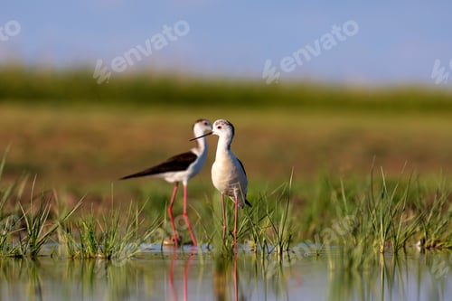Preview: Beautiful Water Bird. Black Winged Stilt. Green Nature Habitat Background.