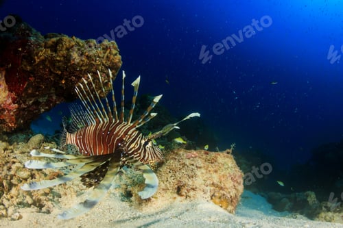 Preview: Lionfish And Coral Underwater