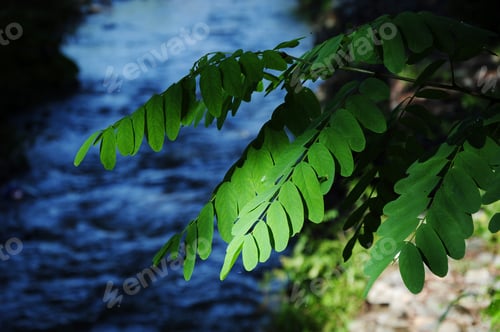 Preview: Acacia Tree Foliage On Blurry River Background