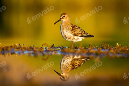 Preview: Cute Water Bird. Natural Background