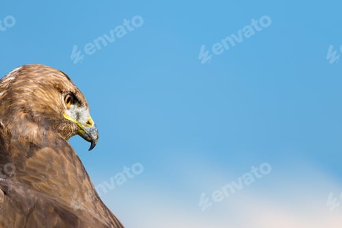 Preview: Bird Portait. Bird Of Prey. Blue Sky Background.