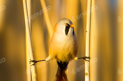 Preview: Bearded Funny Bird. Yellow Reeds Background.