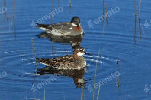 Preview: Red-Necked Phalarope (Phalaropus Lobatus) Iceland