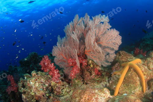 Preview: Coral Reef Underwater In Ocean