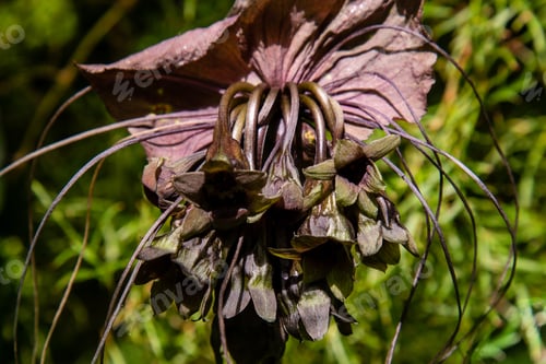 Preview: Tacca Chantrieri,The Black Bat Flower,Bat Flower,Devil Flower Or Cat'S Whiskers