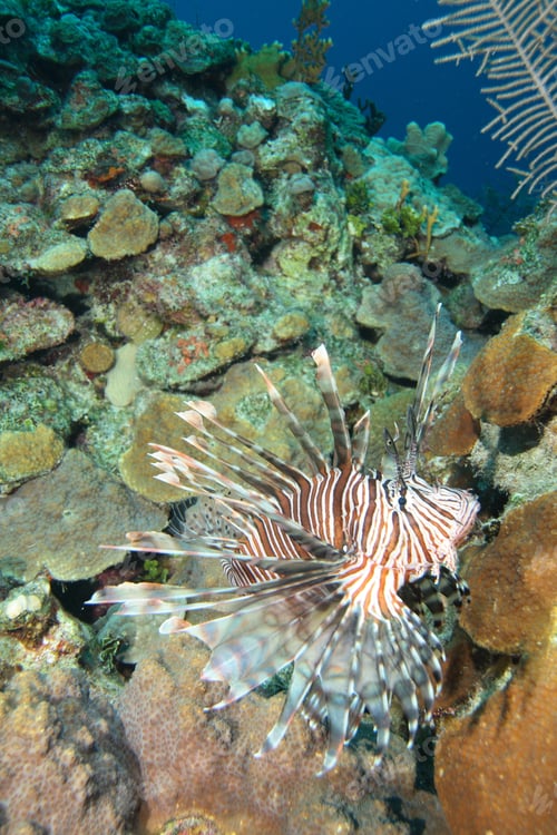 Preview: Common Lionfish