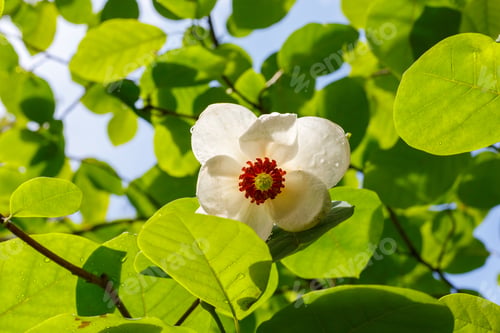 Preview: Magnolia White Flowers On Blue Sky Background On A Sunny Day In The Garden