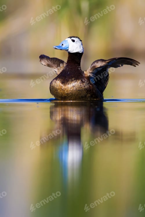 Preview: Swimming Duck. Colorful Lake Habitat Background. Bird: White Headed Duck. Oxyura Leucocephala.