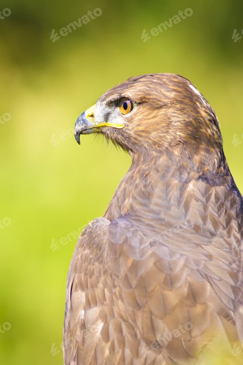 Preview: Bird Of Prey. Buzzard Portrait. Green Nature Background. Bird: Long Legged Buzzard. Buteo Rufinus.