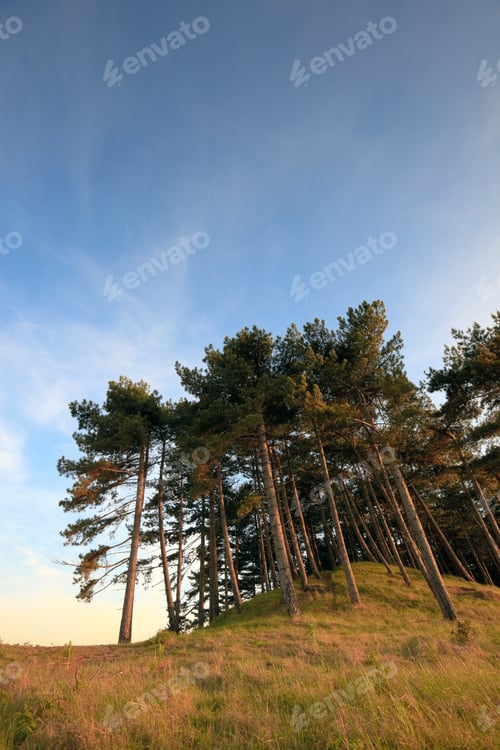 Preview: Pine Trees On Dunes At Sunset