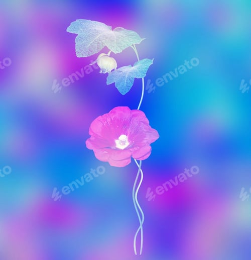 Preview: Mallow. Colorful Flowers