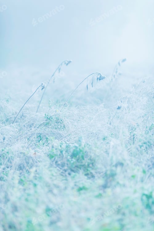 Preview: Dead Sunflowers In Misty Meadow During Autumn.