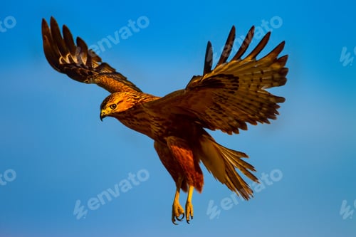 Preview: Flying Buzzard. Natural Background.