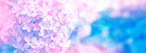 Preview: Spring Landscape. Bunches Of Flowers Of Lilac