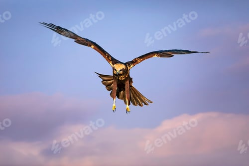 Preview: Flying Bird. Bird Of Prey. Colorful Sky Background.