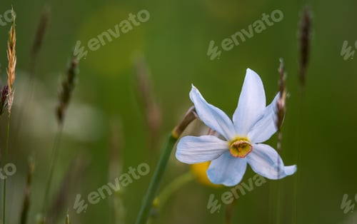 Preview: Daffodils In The Spring