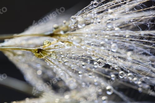Preview: Dandelion Seeds With Water Drops On Natural Background