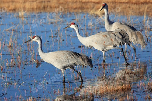 Preview: Sandhill Crane Bosque Del Apache Wildlife Reserve New Mexico Usa