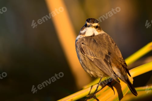 Preview: Cute Bird. Colorful Natural Background. Bird: Common Bird Bluethroat. Luscinia Svecica.
