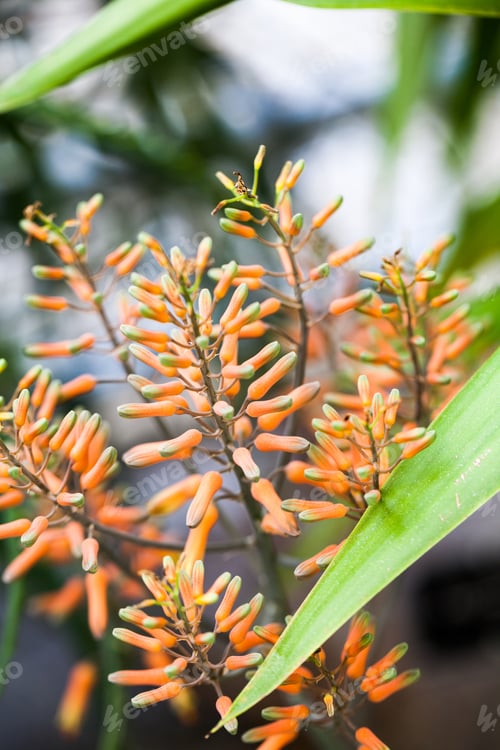 Preview: Aloe Vera Flower With Details