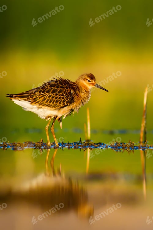 Preview: Cute Bird. Nature Background.