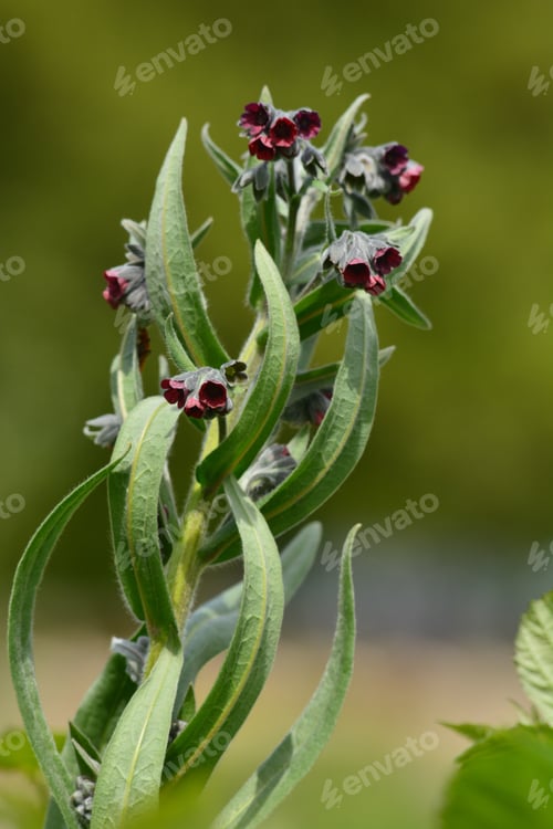 Preview: Blooming Lungwort (Pulmonaria)