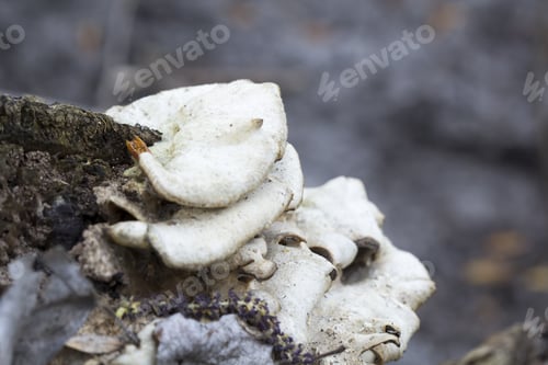 Preview: White Tree Mushrooms On An Old Trunk With Natural Background