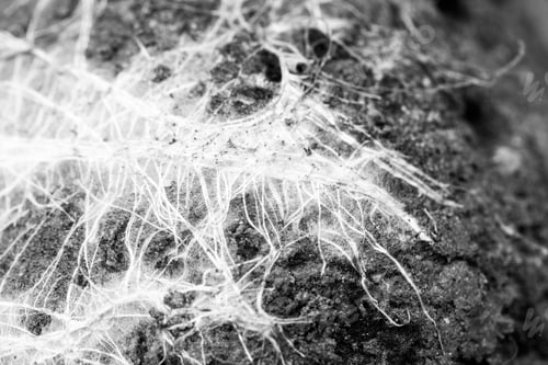 Preview: Abstract Composition With White Roots On Soil