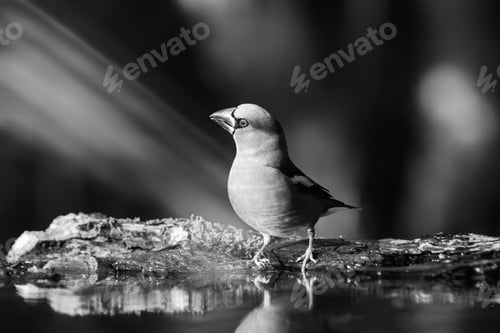 Preview: Hawfinch (Coccothraustes Coccothraustes)