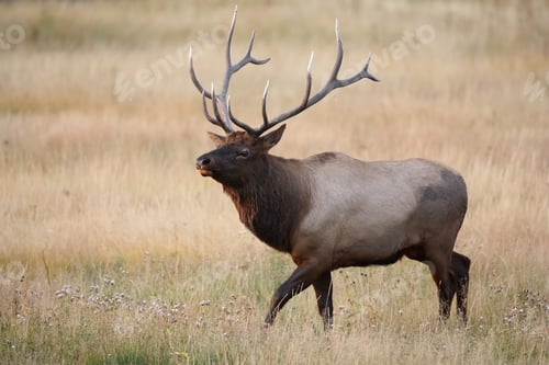 Preview: Elk (Wapiti), Cervus Elephas, Yellowstone National Park, Wyoming, United States