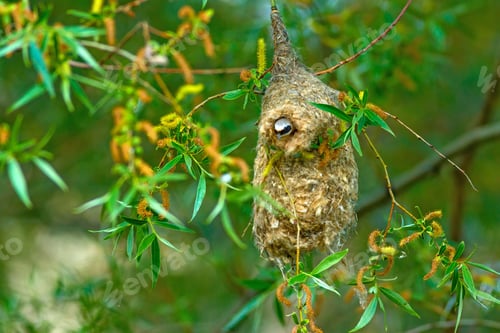 Preview: Cute Bird. Eurasian Penduline Tit. Bird Nest. Green Nature Background. Tree: Willow Tree.