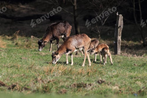 Preview: Big European Mouflon On The Grassland Wild Animal In The Nature Habitat, Saxony , Germany