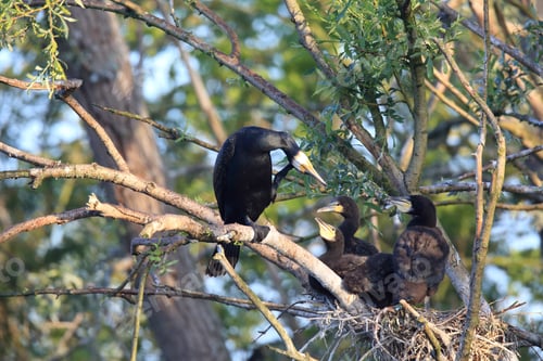 Preview: Great Cormorant (Phalacrocorax Carbo) Colony, Baden-Wurttemberg,Germany