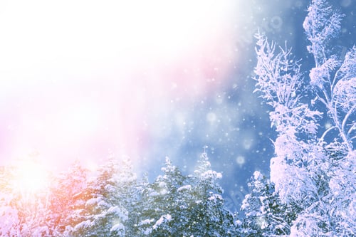 Preview: Frozen Winter Forest With Snow Covered Trees. Outdoor