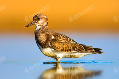 Preview: Cute Water Bird. Nature Background. Ruddy Turnstone / Arenaria Interpres